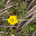 0131-Ranunculus-millefoliatus-arid-pastures