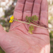 0132-Ranunculus-millefoliatus-arid-pastures