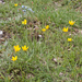 0141-Ranunculus-millefoliatus-arid-pastures