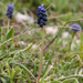 0155-muscari-neglectum-grape-hyacint-meadows-pastures