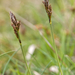 0170-Voorjaarszegge-Carex-caryophyllea-glades-and-stony-pastures