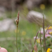 0172-Voorjaarszegge-Carex-caryophyllea-glades-and-stony-pastures