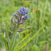 0197-anchusa-azurea-blauwe-ossentong-uncultivated-land-roadsides-