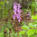 0198-mannetjesorchis-orchis-mascula-cool-pastures-glades