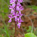 0199-mannetjesorchis-orchis-mascula-cool-pastures-glades
