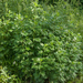 0011-Bijvoet-Artemisia-vulgaris-hedges-ruderal-environments