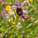 0012-Zadelophrys-Ophrys-bertolonii-arid-meadows