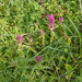 0020-Wilde-weit-Melampyrum-arvense-fields,-uncultivated-land-