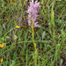 0022-Italiaanse-orchis-Orchis-italica-arid-meadows-from-the-hill-