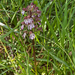 0025-purperorchis orchis purpurea arid meadows and uncultivated l
