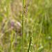0031-Bevertjes---Briza-media-meadows-uncultivated-land