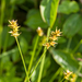 0039-Gewone-bermzegge---Carex-spicata-open-woods-margins-of-woods