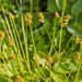 0040-Gewone-bermzegge---Carex-spicata-open-woods-margins-of-woods