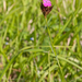 0041-Karthuizer-anjer---Dianthus-carthusianorum-stony-meadows