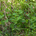 0055-Smearwort---Aristolochia-rotunda-arid-uncultivated-land-open