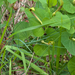 0056-Smearwort---Aristolochia-rotunda-arid-uncultivated-land-open