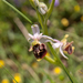 0067-Spinnenorchis---Ophrys-sphegodes