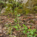 0072-Ronde-steenbreek---Saxifraga-rotundifolia