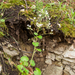 0074-Ronde-steenbreek---Saxifraga-rotundifolia