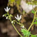 0075-Ronde-steenbreek---Saxifraga-rotundifolia