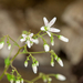 0076-Ronde-steenbreek---Saxifraga-rotundifolia