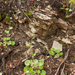 0077-Ronde-steenbreek---Saxifraga-rotundifolia