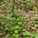 0089-Ronde-steenbreek---Saxifraga-rotundifolia