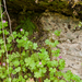 0090 geranium-lucidum-glanzige-ooievaarsbek-walls,-shady-cliffs