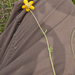 0121-Ranunculus-millefoliatus
