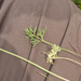 0122-Ranunculus-millefoliatus