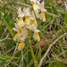 0135-gele karstorchis orchis pauciflora