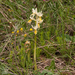 0136-gele karstorchis orchis pauciflora.