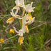 0137-gele karstorchis orchis pauciflora.