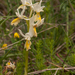 0138-gele karstorchis orchis pauciflora.