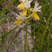 0152-Stippelorchis--Orchis-provincialis---woods