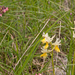 0153-Stippelorchis--Orchis-provincialis---woods