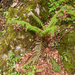 0165-Zachte-naaldvaren---Polystichum-setiferum-woods