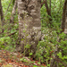 0171-Ronde-steenbreek---Saxifraga-rotundifolia