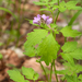 0181-Cardamine-chelidonia-fagus-sylvatica-woods-and-cool-woods