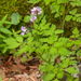 0182-Cardamine-chelidonia-fagus-sylvatica-woods-and-cool-woods