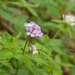 0185-Cardamine-chelidonia-fagus-sylvatica-woods-and-cool-woods