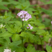 0186-Cardamine-chelidonia-fagus-sylvatica-woods-and-cool-woods
