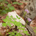 0188-Cardamine-chelidonia-fagus-sylvatica-woods-and-cool-woods