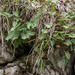 0204-Polypodium-interjectum-vulgare-shady-cliffs-and-woods