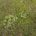 0219-Broad-leaved-Glaucous-spurge---Euphorbia-myrsinites