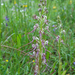 0224-Himantoglossum-adriaticum-arid-meadows-from-the-hills-to-150