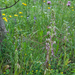 0225-Himantoglossum-adriaticum-arid-meadows-from-the-hills-to-150