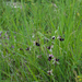 0242-Zadelophrys---Ophrys-bertolonii-arid-meadows