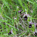 0243-Zadelophrys---Ophrys-bertolonii-arid-meadows