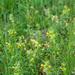 0245-Kleine-ratelaar---Rhinanthus-minor-cool-meadows